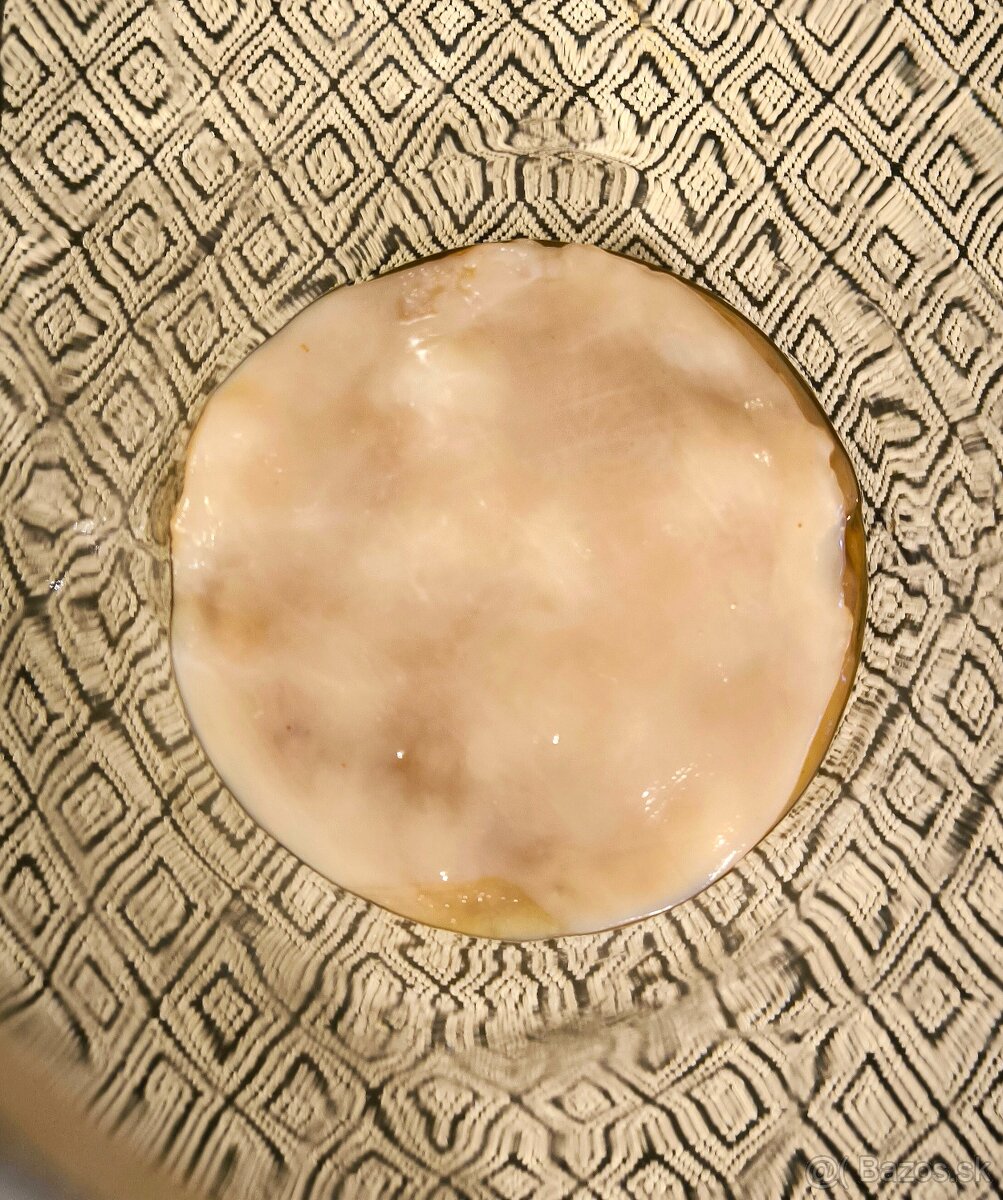 Kombucha čajová huba - SCOBY