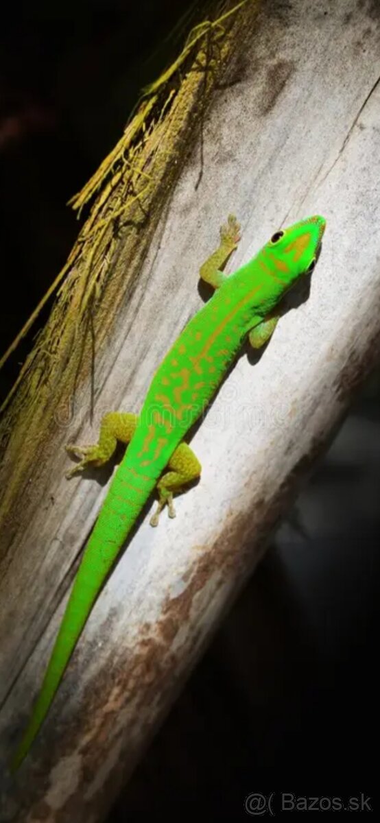 Phelsuma astr.astriata