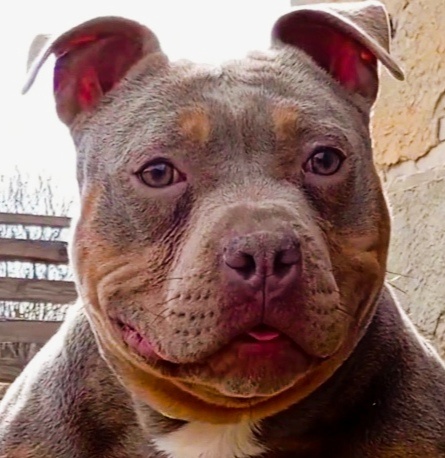 American bully pocket