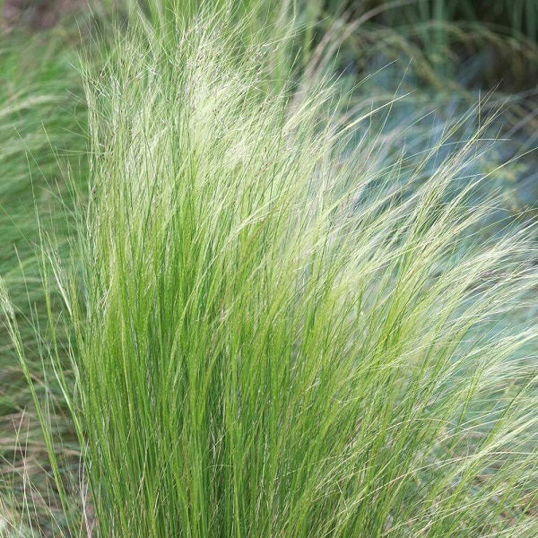 Stipa tenuissima, Kavyľ