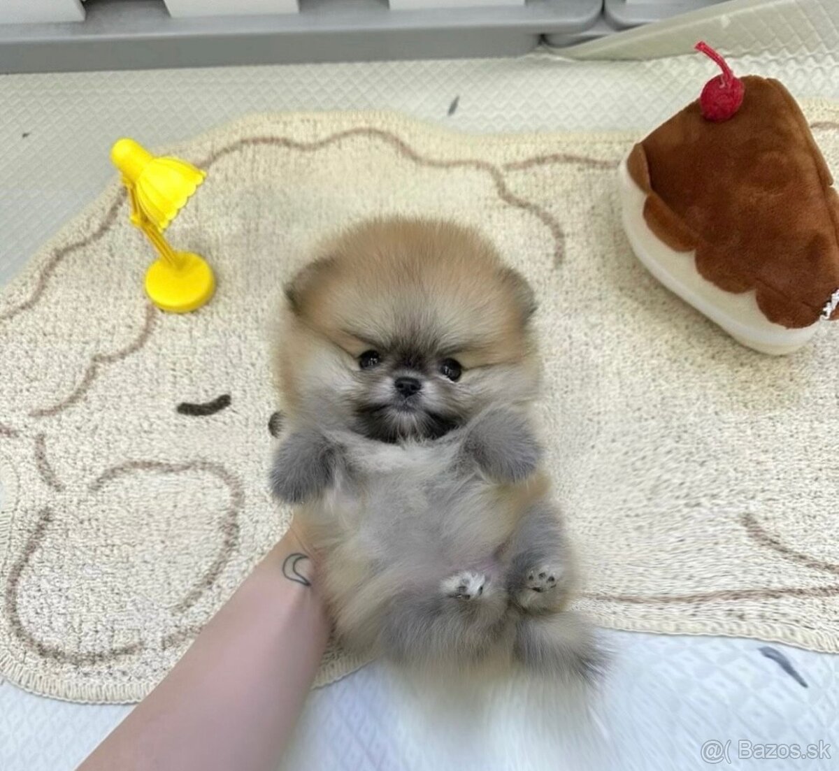 Pomeranian mini