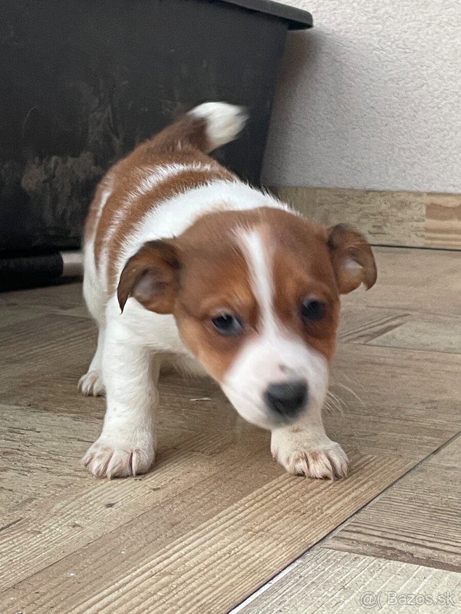 Jack russel terier