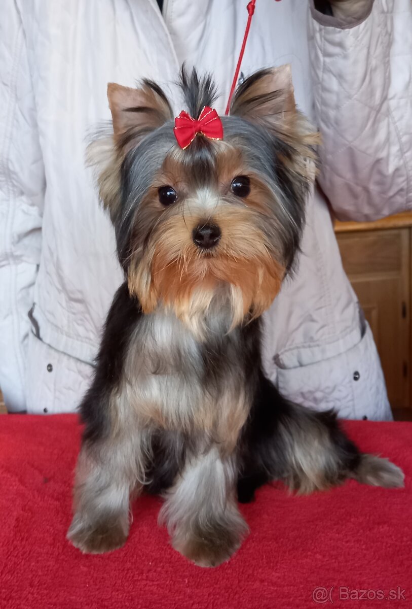 YORKSHIRE TERRIER  s PP - psík