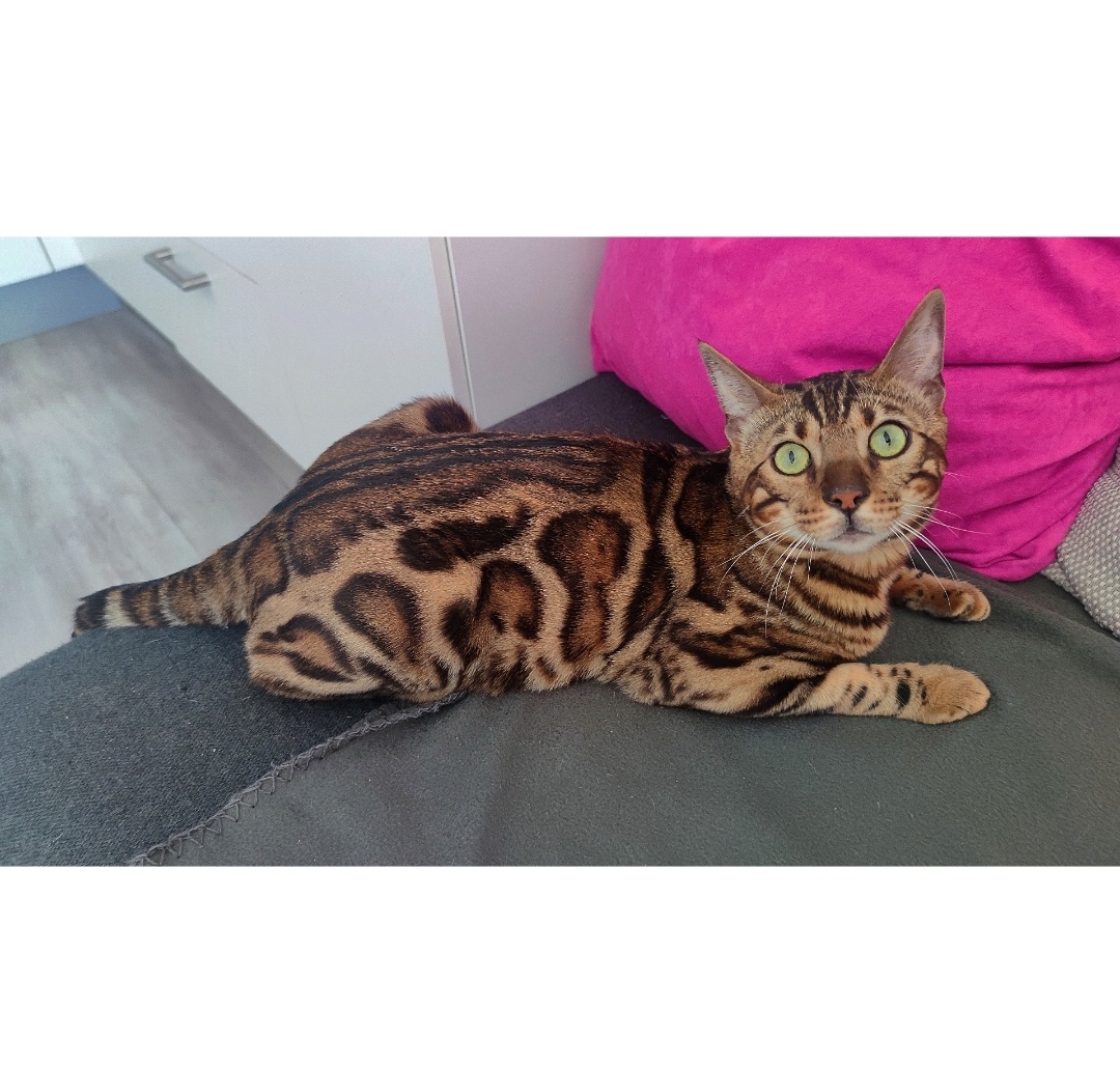 Bengal