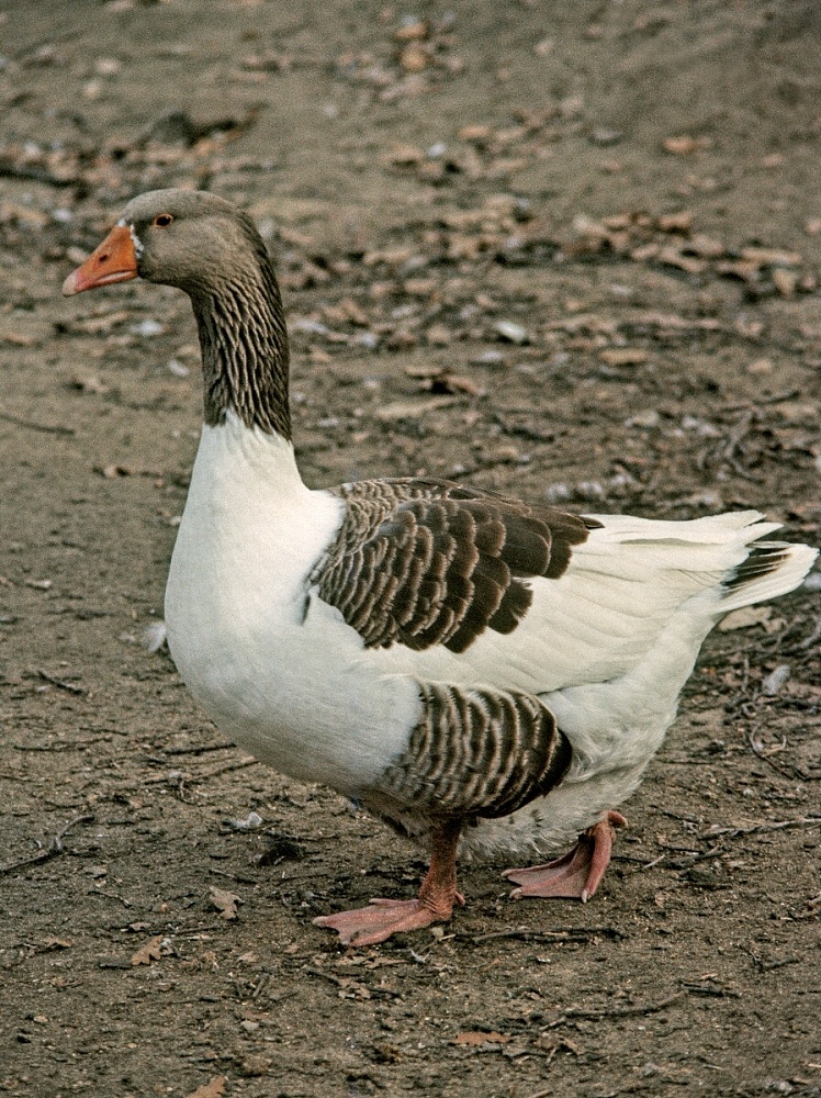 Predám Gunárov