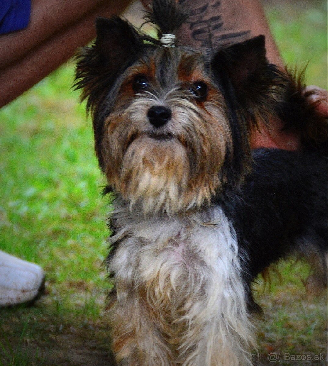 Biewer-yorkshirsky terrier  s pp