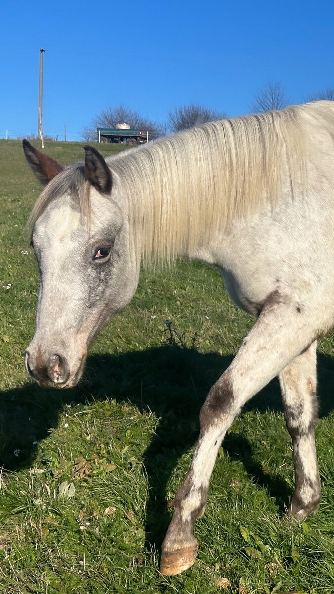 Appaloosa kobylka na predaj