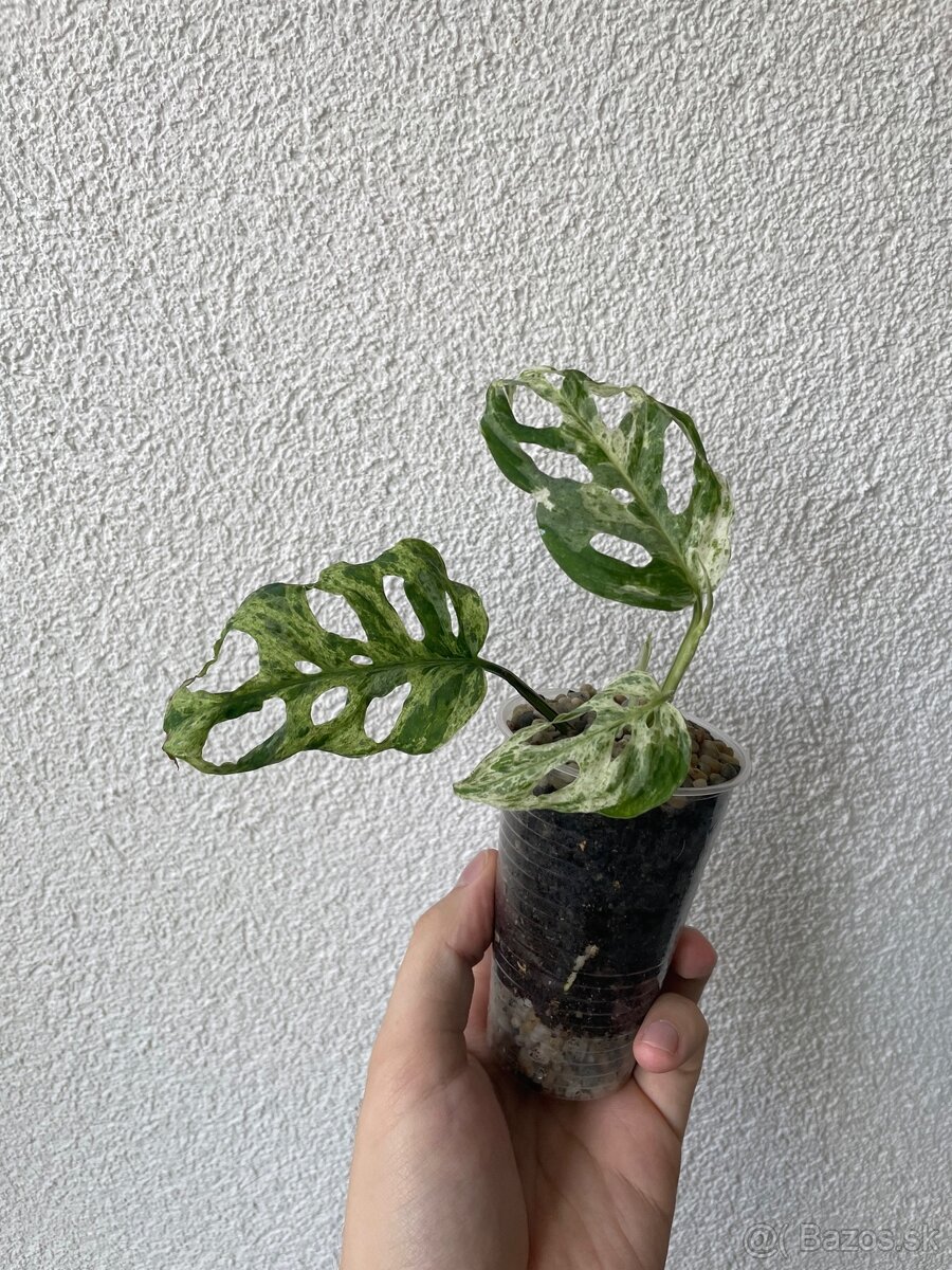 Monstera Frozen Freckles