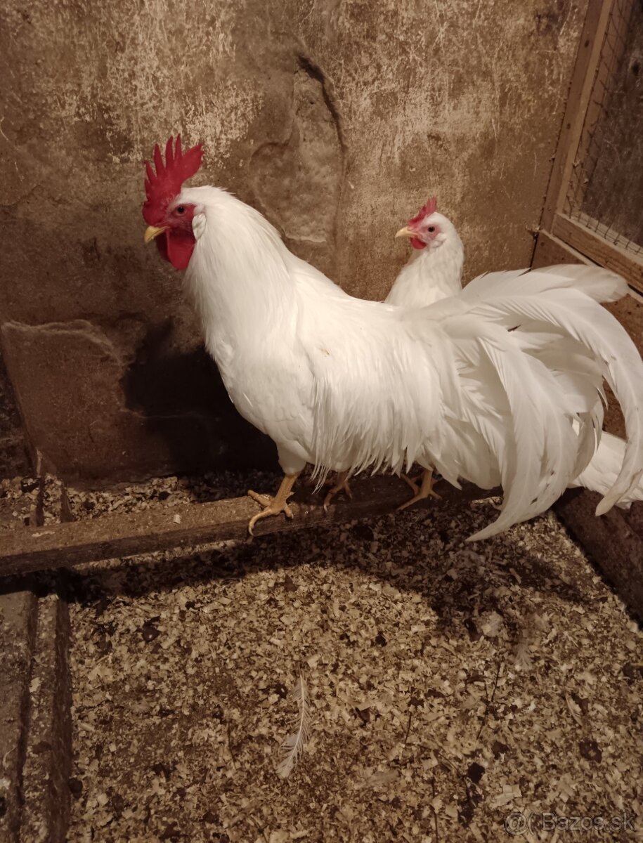 Leghorn