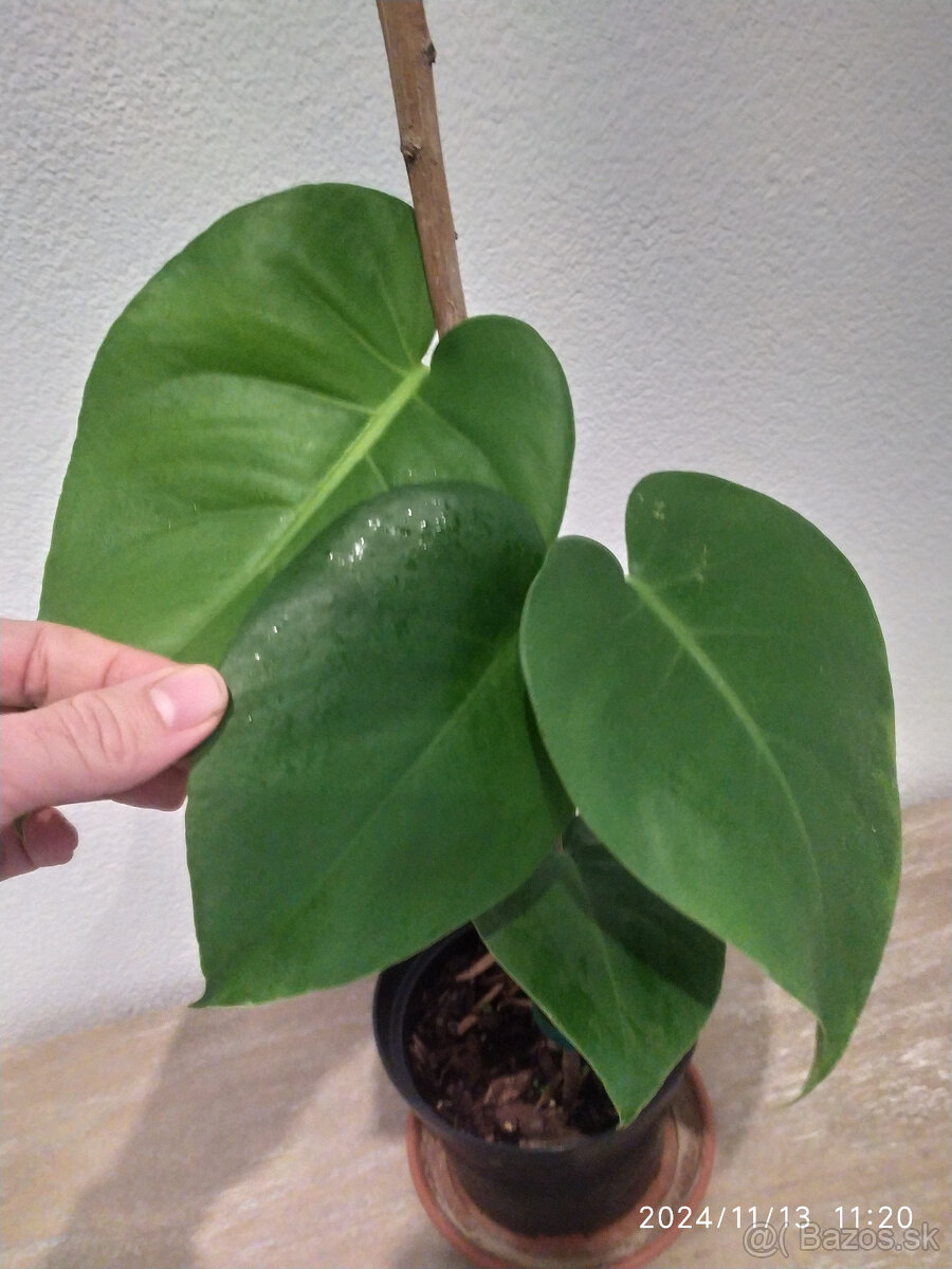 Monstera7