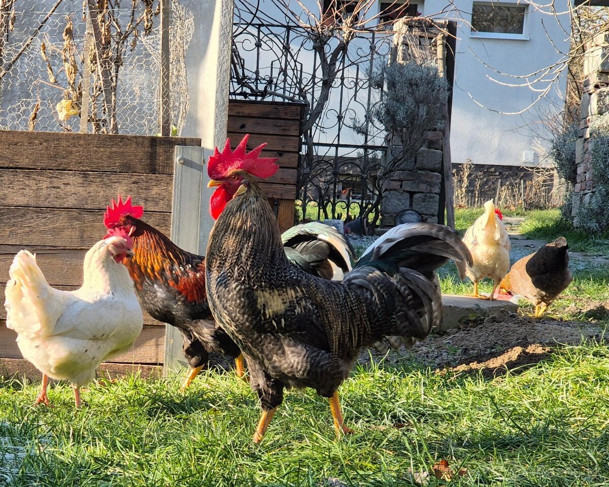 Predám kohúta alebo vymením za pšenicu