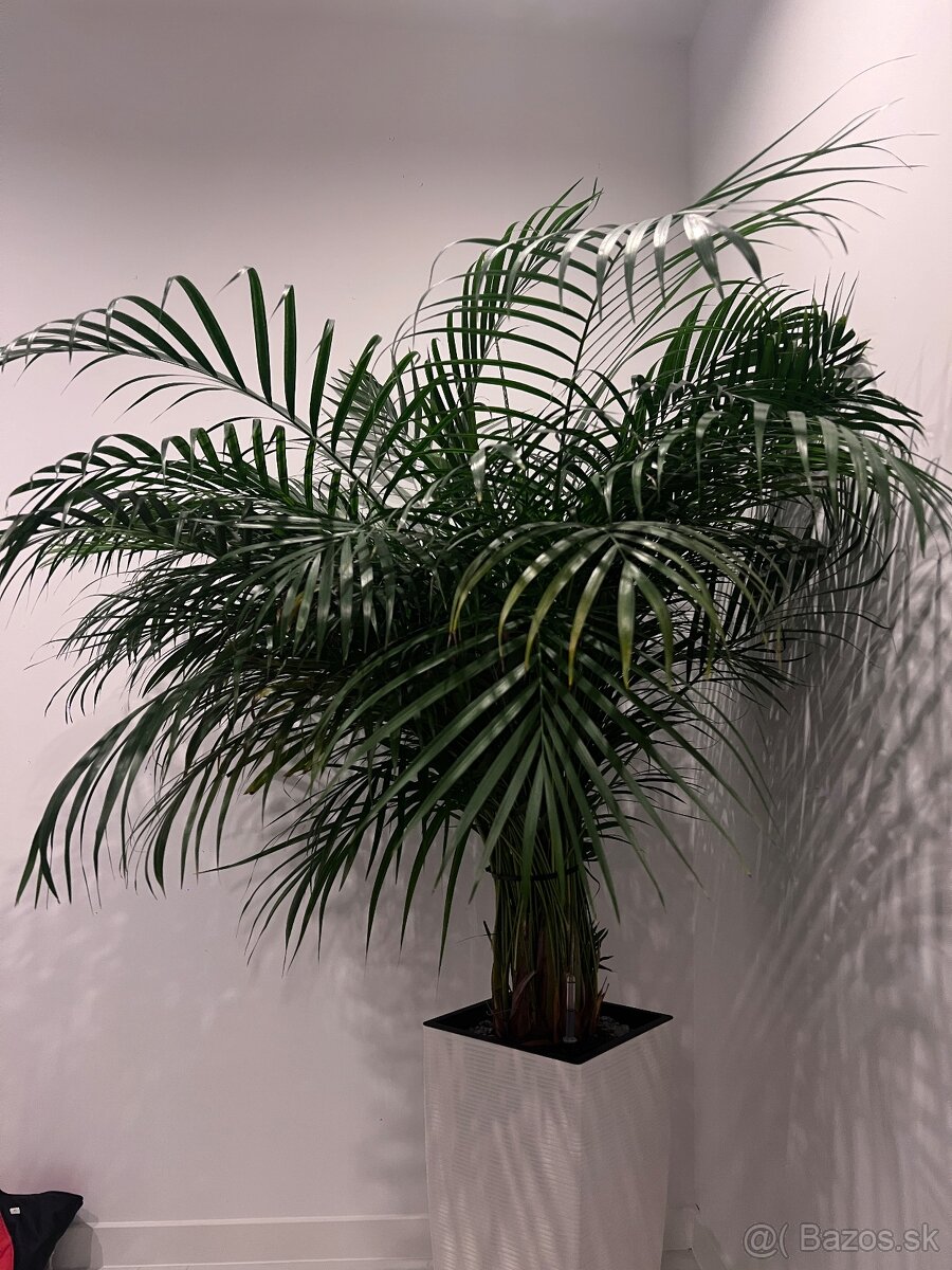 Areca Dypsis Palma