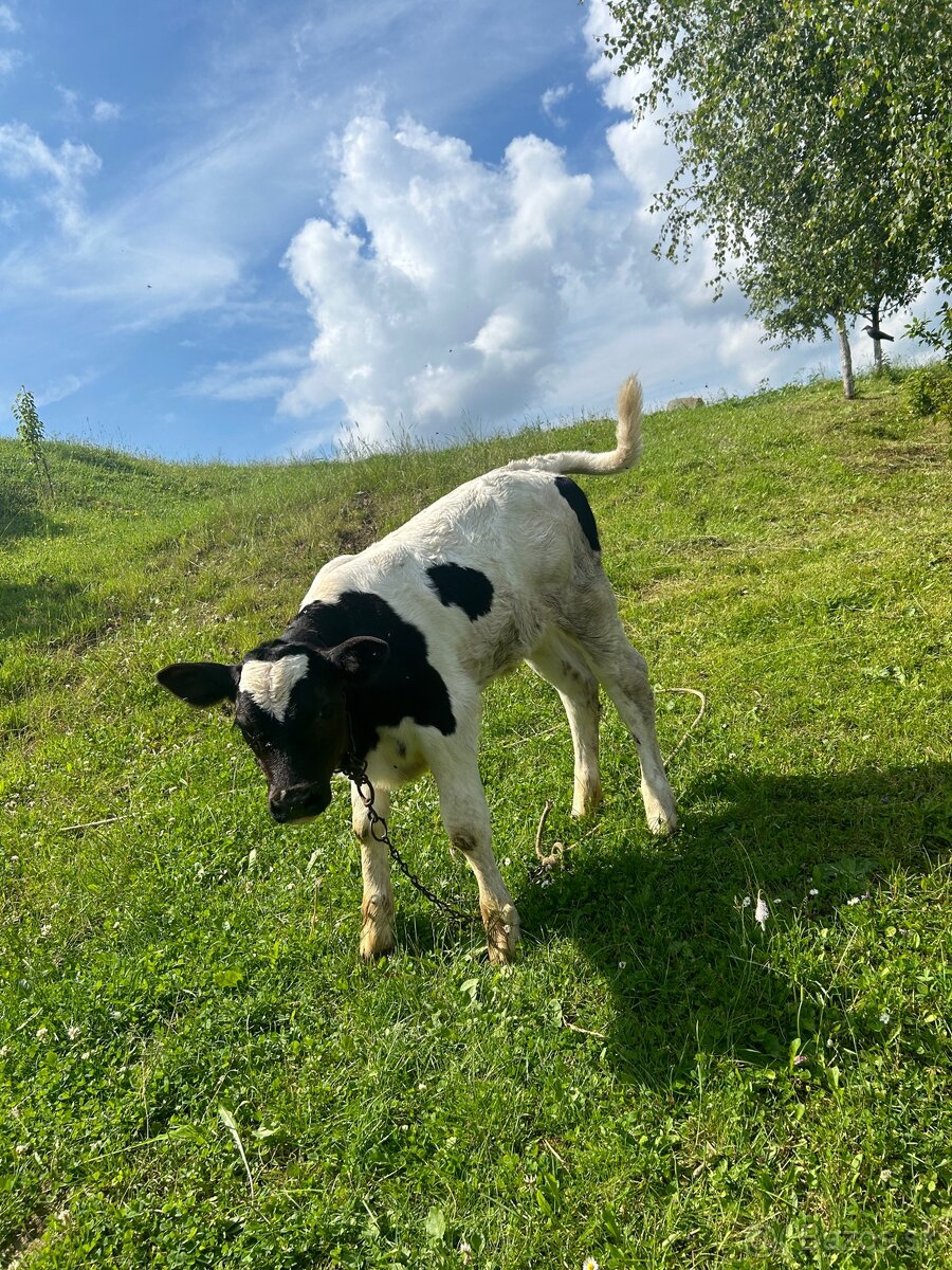 Jalovička, býk,