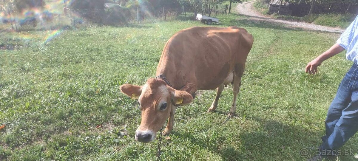 Jersey - trojmesačná jalovička