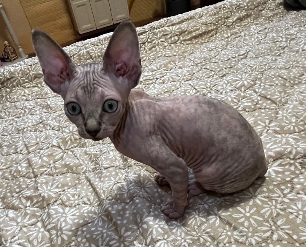 Don Sphynx