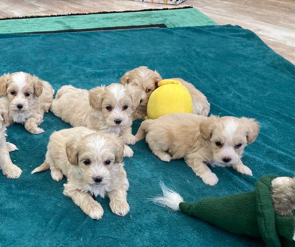 Mini maltipoo