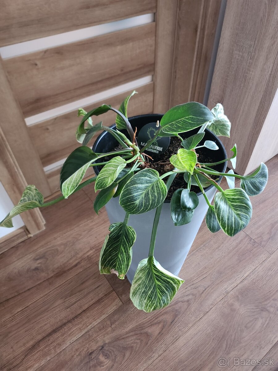 Predám  krásny philodendron