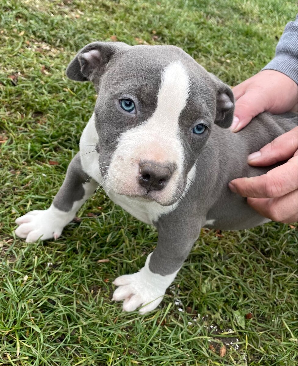 American Bully xxl