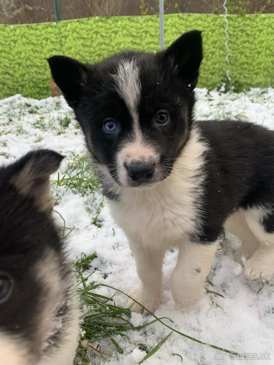 Šteniatka Border-Husky