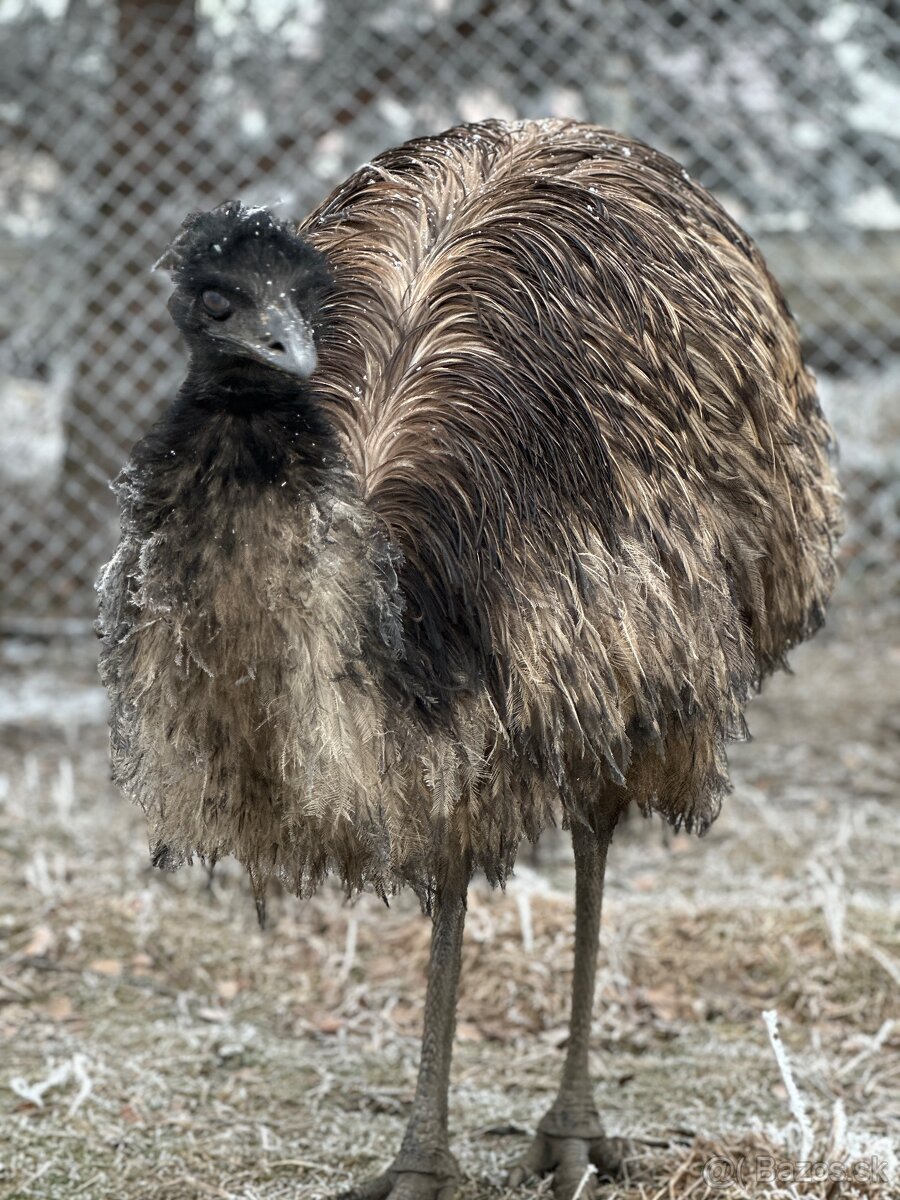 Emu- samec