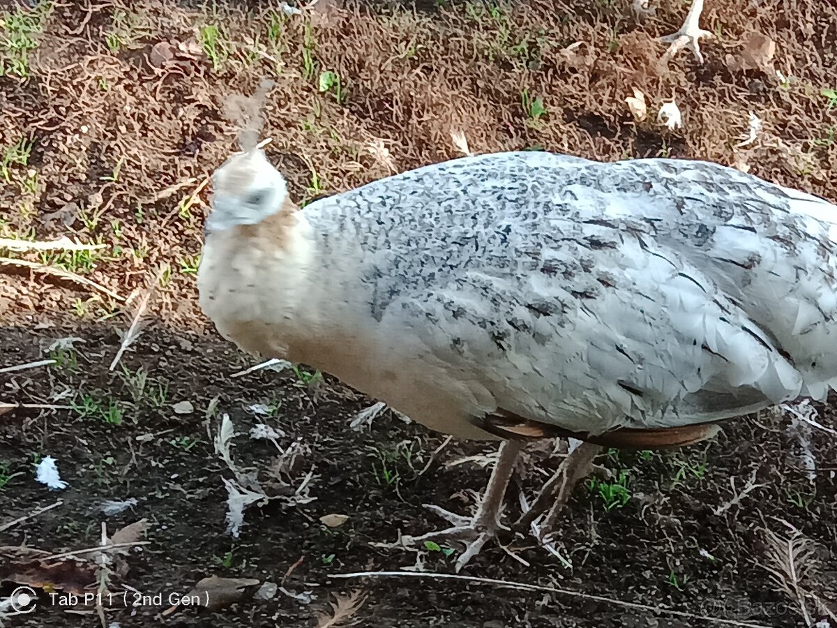 Pávy