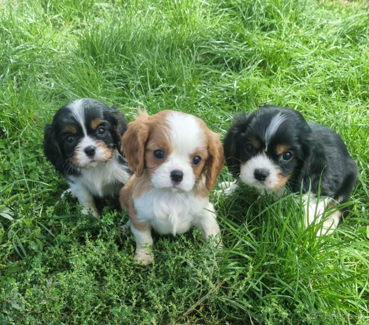 Cavalier king charles spaniel