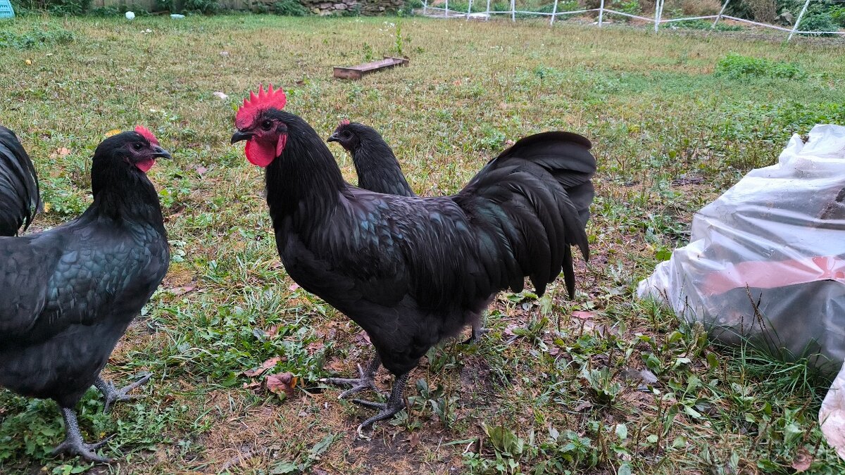 Kohúty čistokrvné australorp