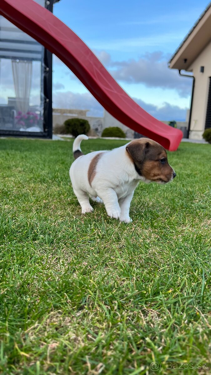 Jack Russel teriér