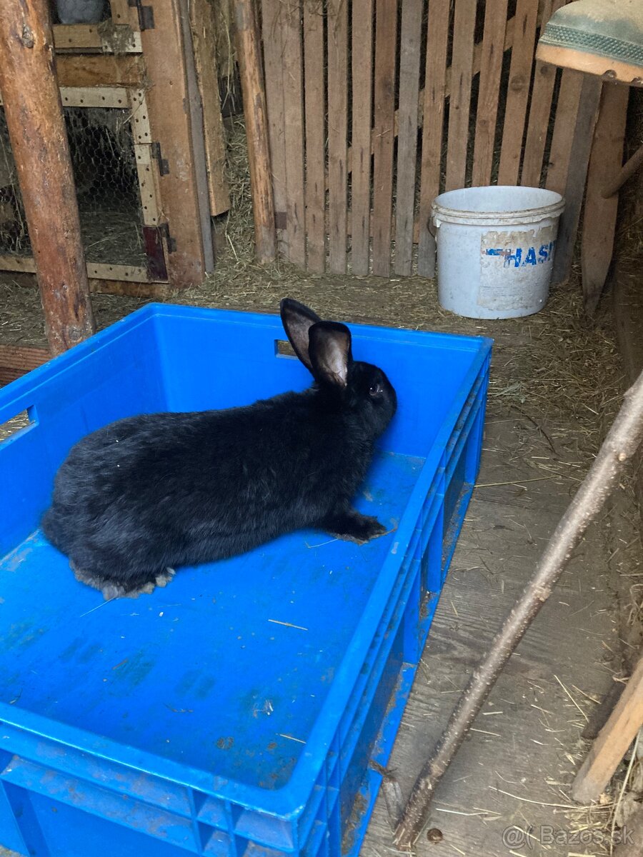 Nemecký Obrovitý Strakáč