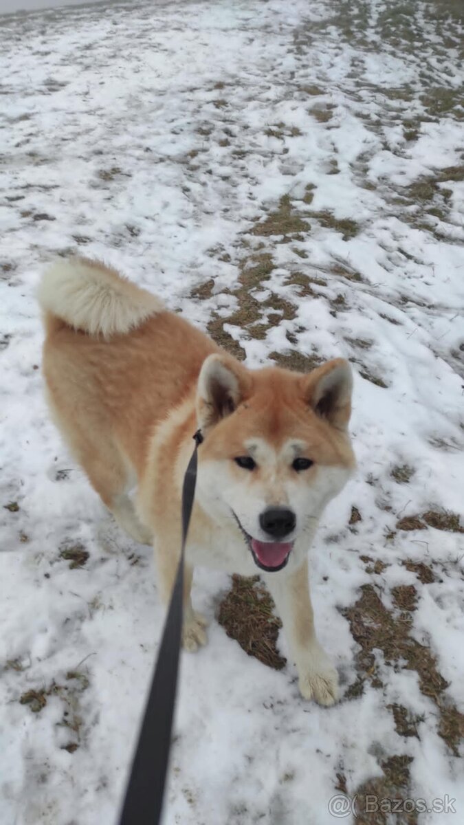 Akitainu