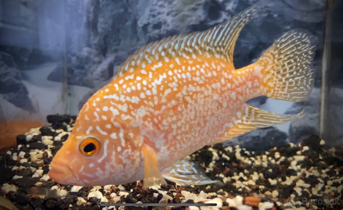 Flowerhorn Golden Base