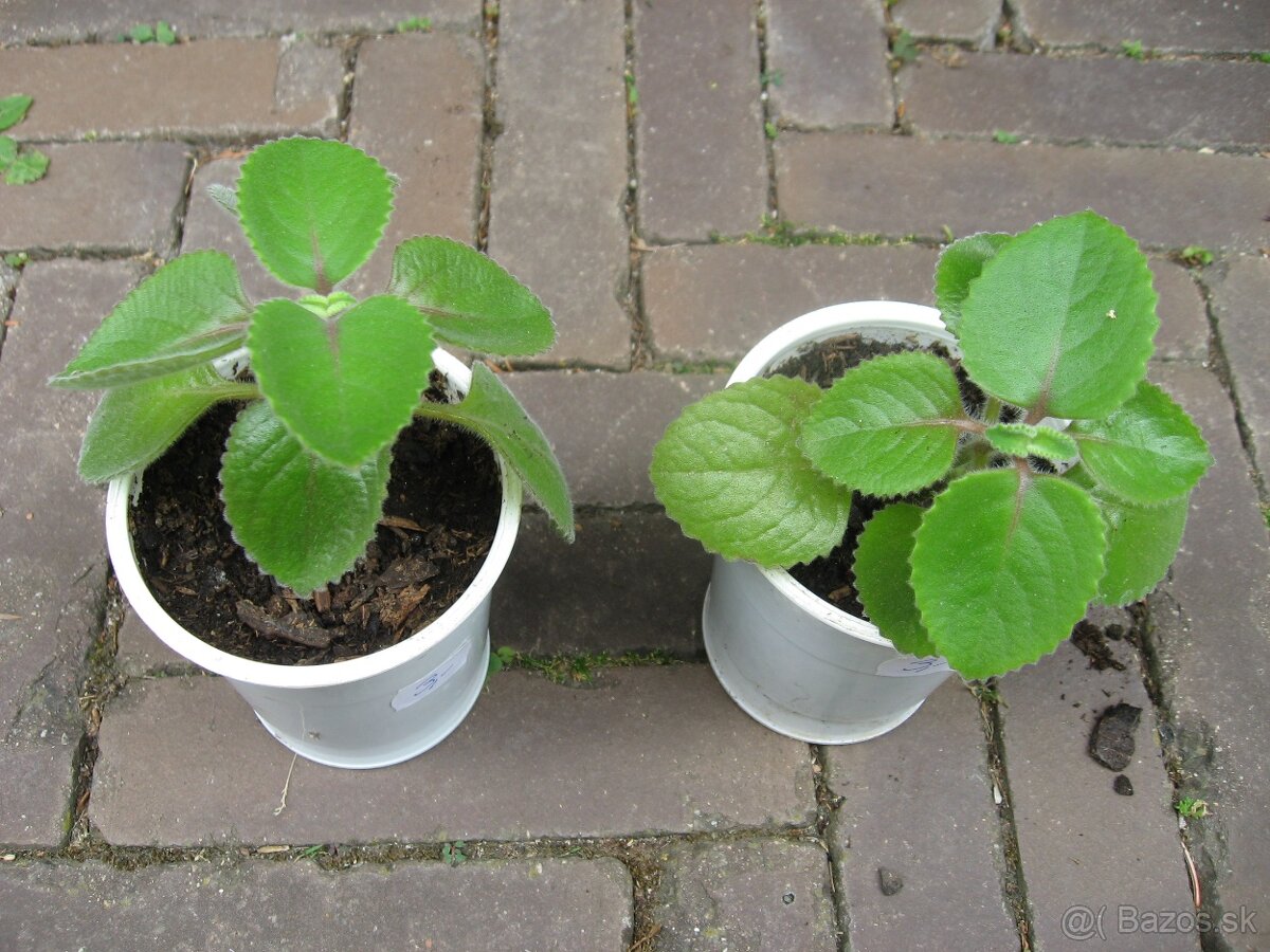 Nádchovník / Rýmovník - Plectranthus amboinicus