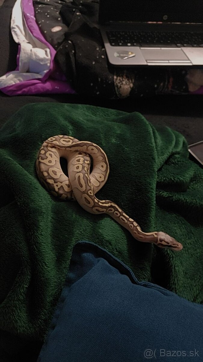 Ball Python Super Pastel Lesser