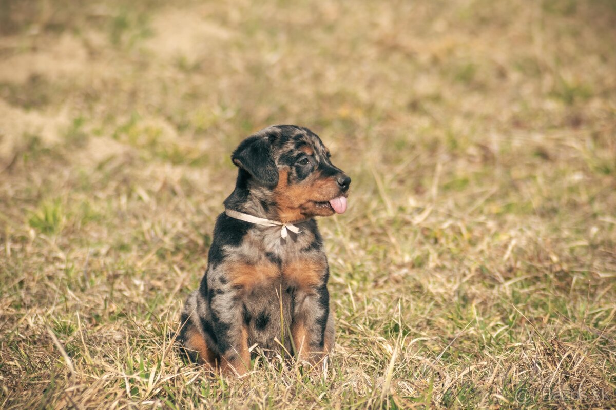 Beauceron s PP