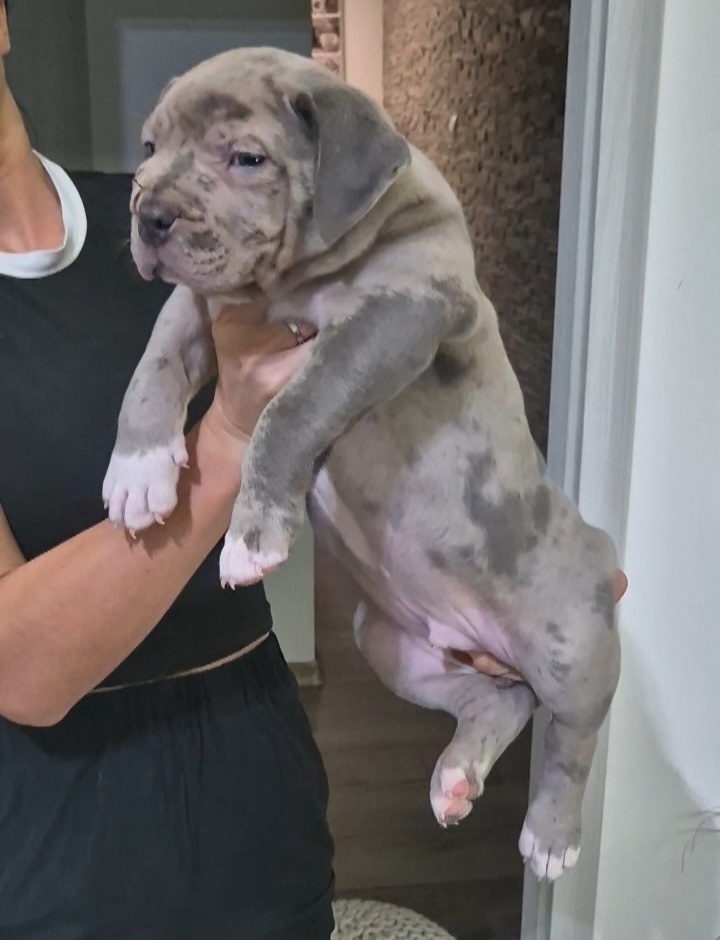 American bully xl