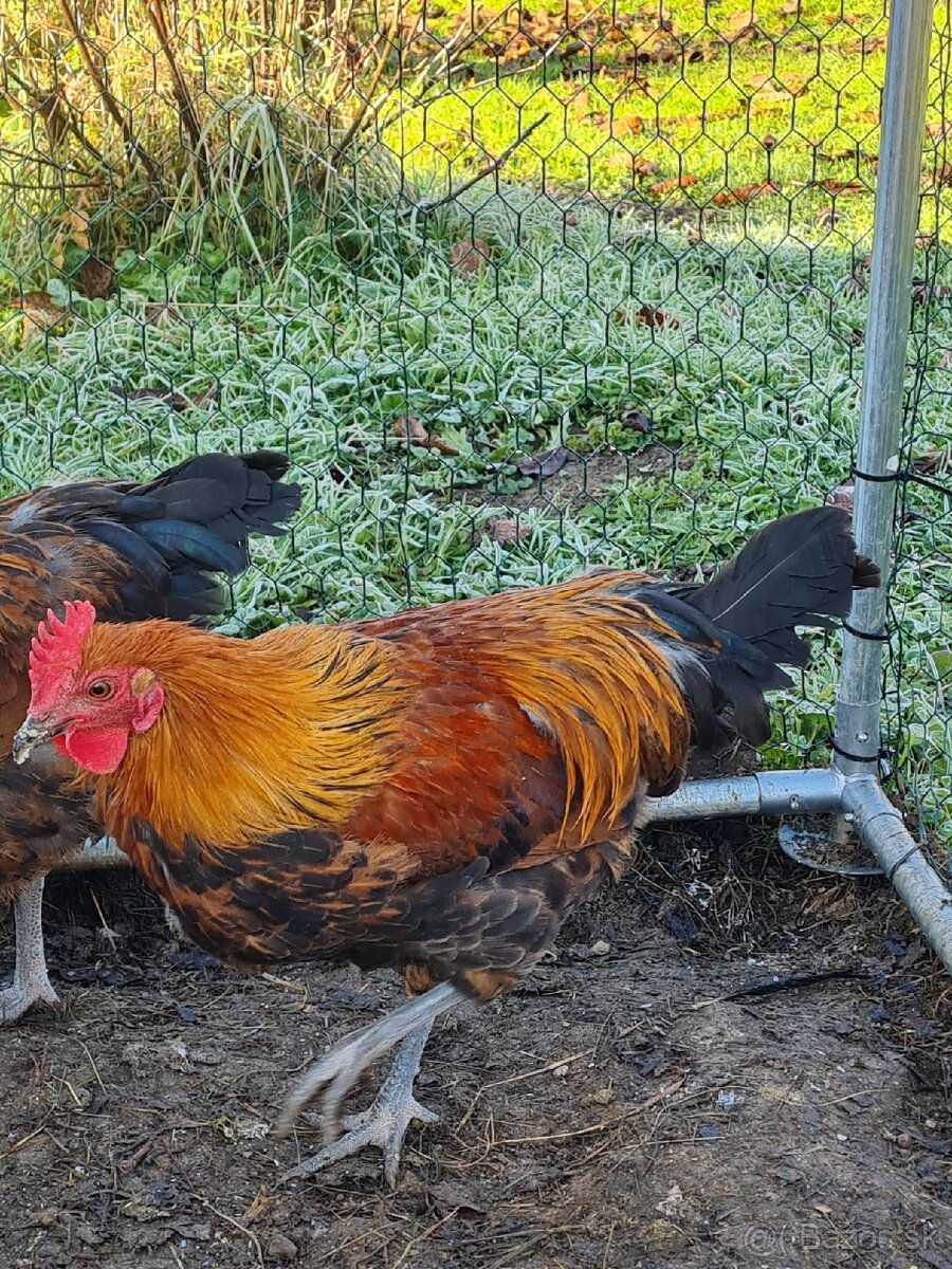 Predám alebo vymením mladého kohúta