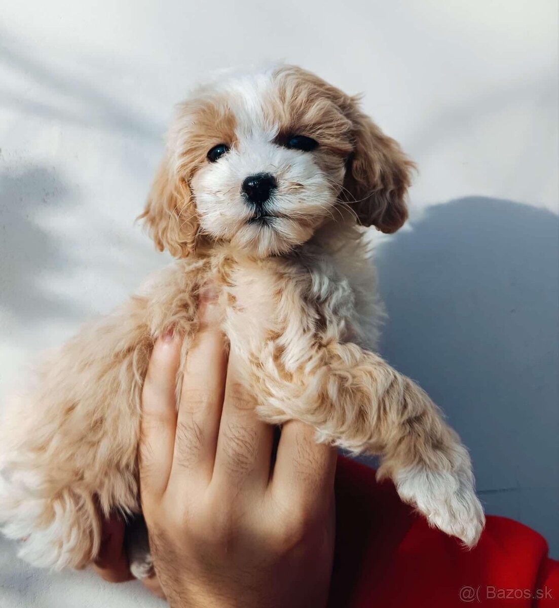 Mini maltipoo