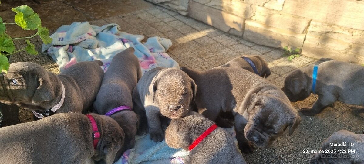 Šteniatka Cane Corso