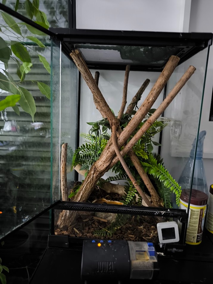 Terarium pre pagekoni