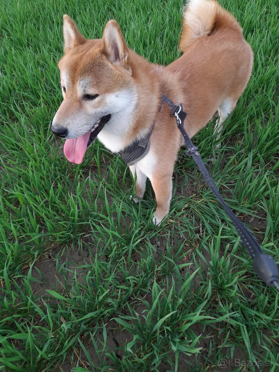 Shiba-inu