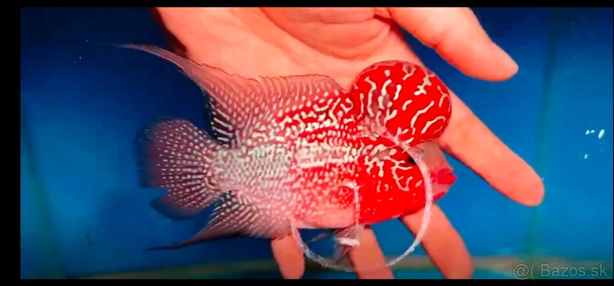 Flowerhorn