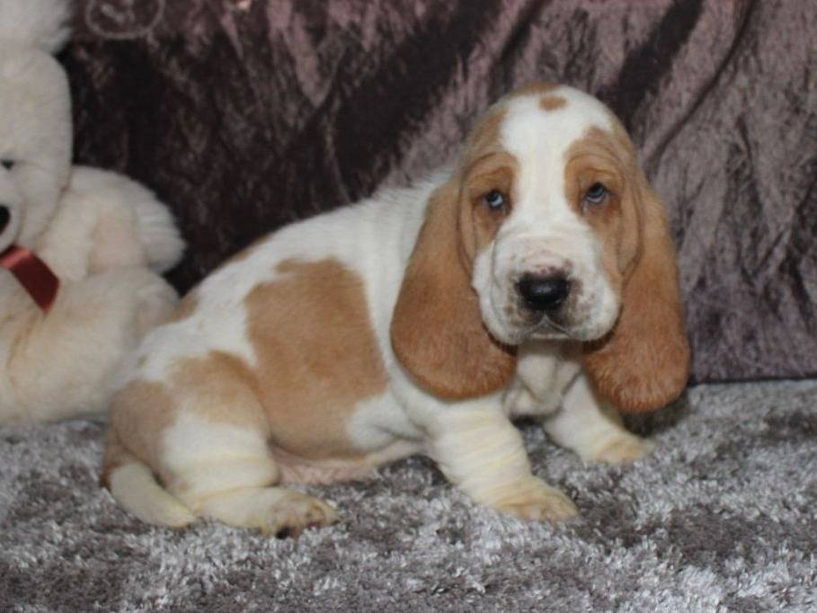 Basset bicolor / tricolor