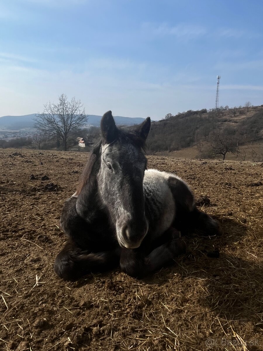 Polo chladnokrvný žrebček na predaj