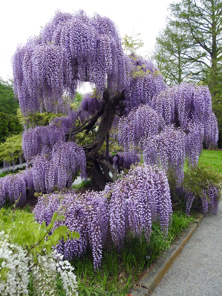 Vistéria čínska SADENICE - 2,5eur