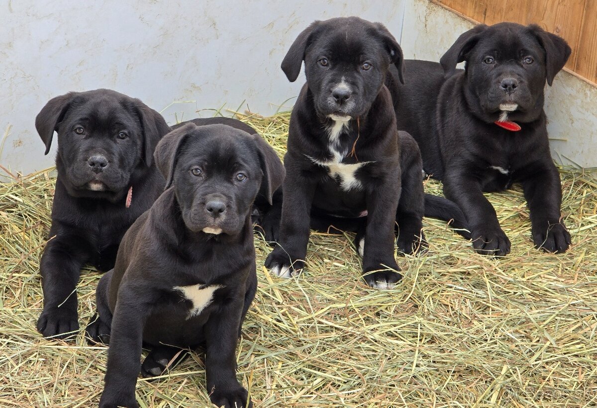 Cane Corso -šteniatká