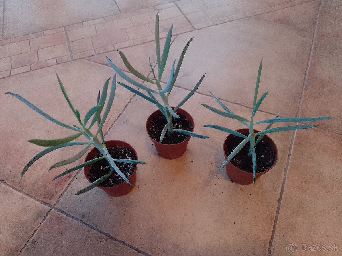 Senecio Mont Everest/1ks/3€+posta