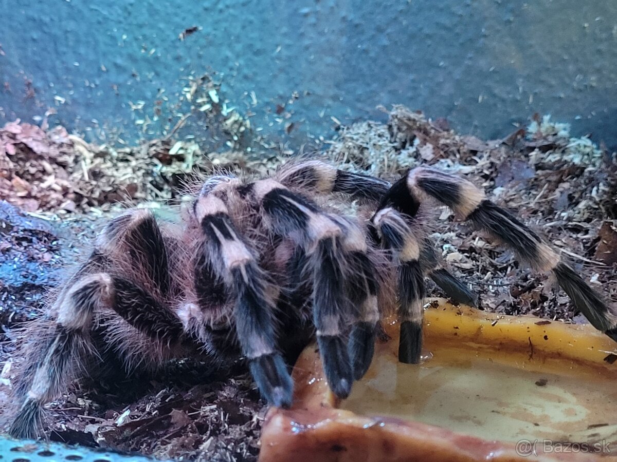 Acanthoscurria geniculata sklípkan, terárium