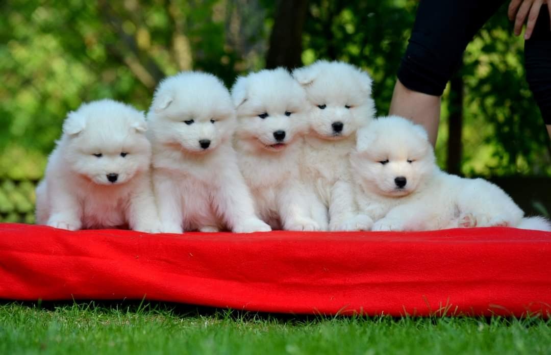 Samojed s PP LA TORRE ROJA