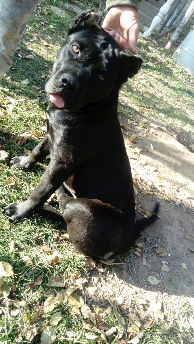 Fena cane corso 6 mesačna