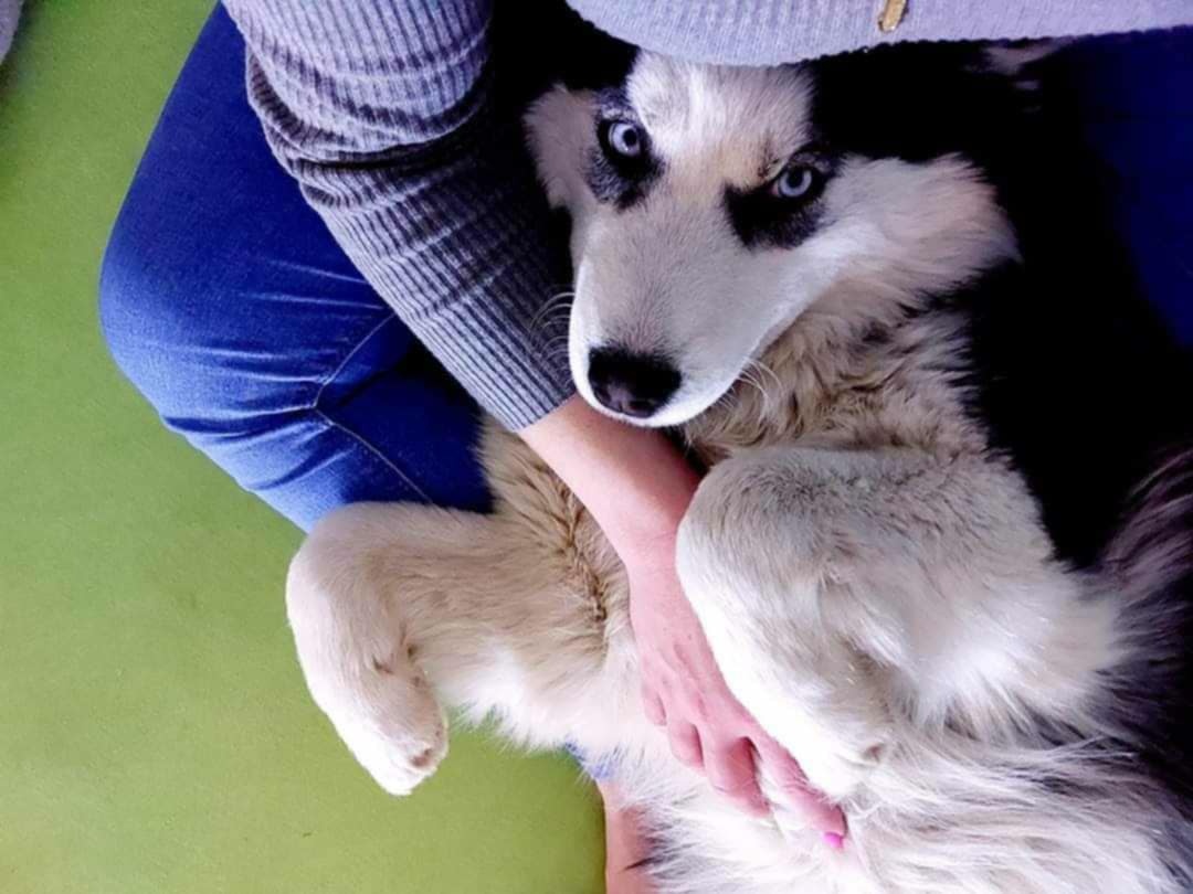 Husky